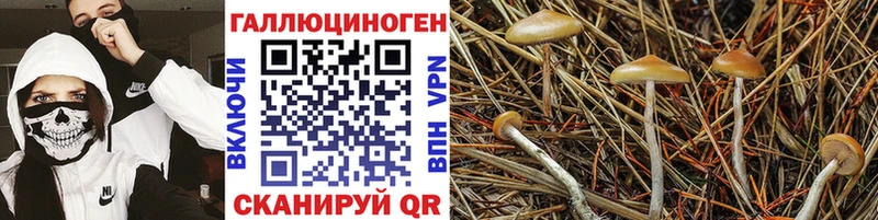 Псилоцибиновые грибы прущие грибы  цены   Южа 